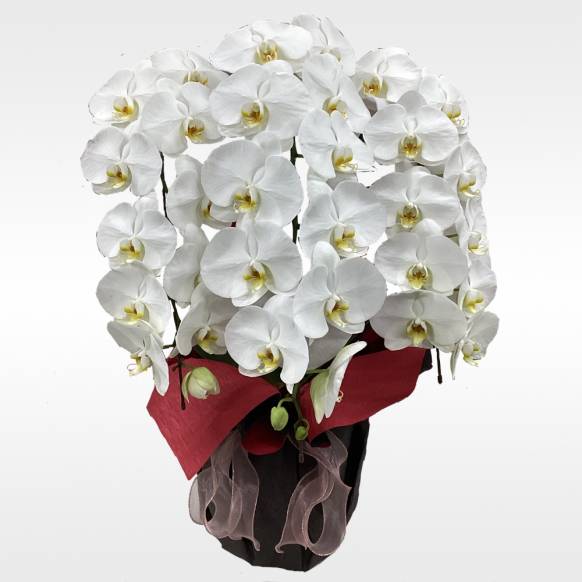 「フラワーショップはなじま」　（北海道札幌市北区）の花屋店舗写真3